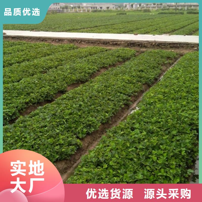 牛奶草莓苗亩产多少