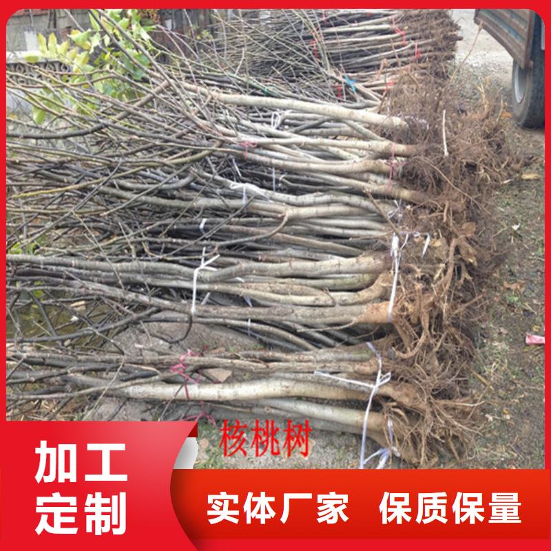 樱桃苗视频-樱桃苗-广祥农业科技(江苏省分公司)服务区域徐州|宿迁|连云港|常州|泰州