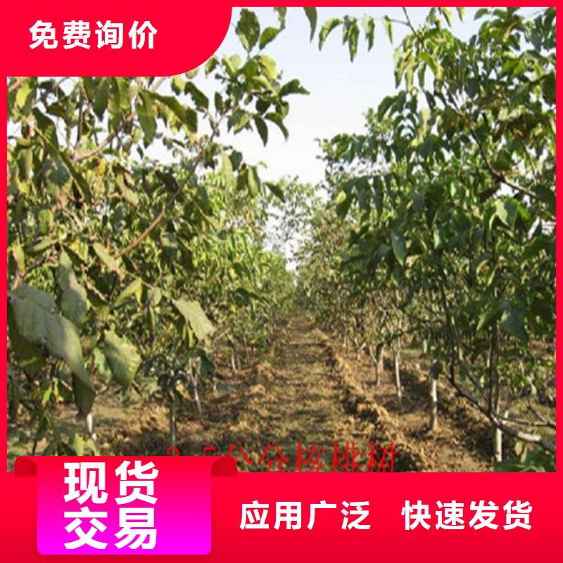 樱桃苗视频-樱桃苗-广祥农业科技(江苏省分公司)服务区域徐州|宿迁|连云港|常州|泰州