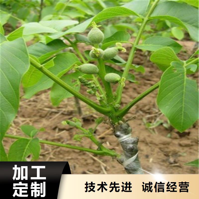 樱桃苗视频-樱桃苗-广祥农业科技(江苏省分公司)服务区域徐州|宿迁|连云港|常州|泰州