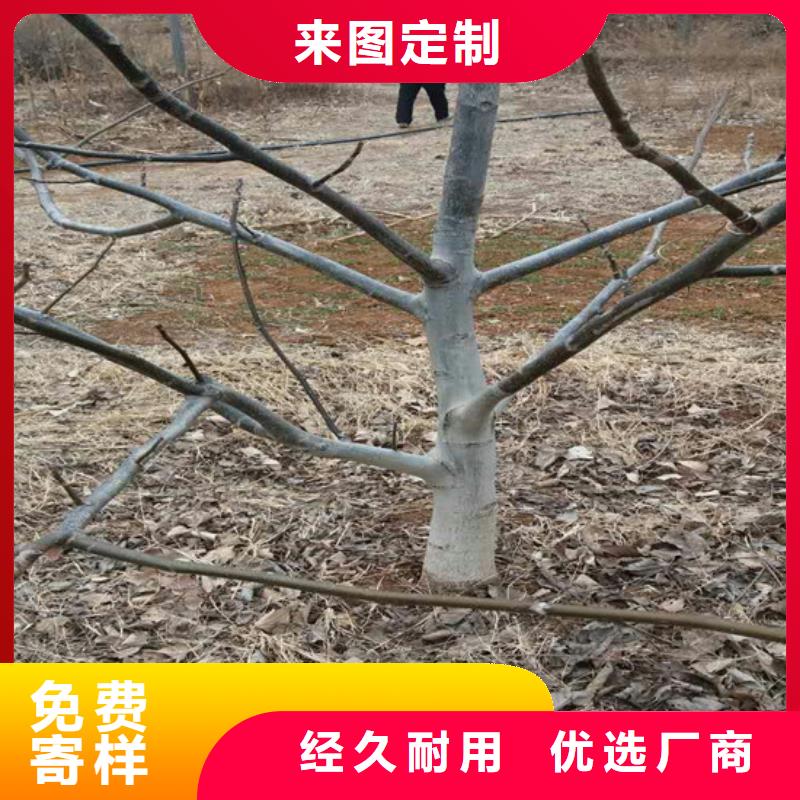 核桃苗樱桃苗品质无所畏惧