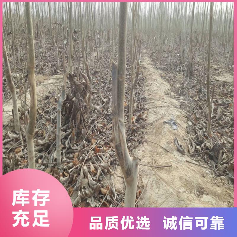 樱桃苗视频-樱桃苗-广祥农业科技(江苏省分公司)服务区域徐州|宿迁|连云港|常州|泰州