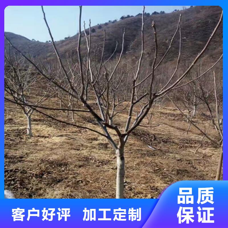 核桃苗樱桃苗品质无所畏惧