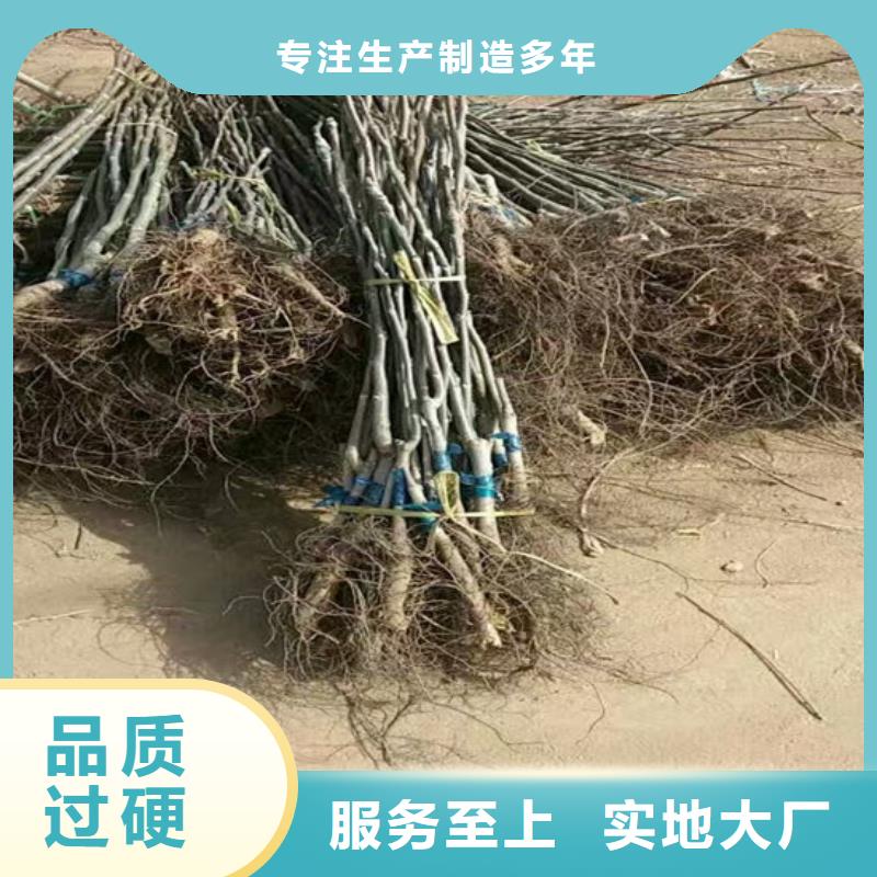 核桃苗樱桃苗品质无所畏惧