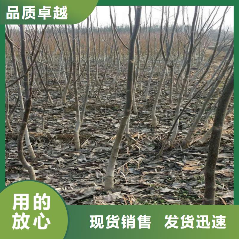 樱桃苗视频-樱桃苗-广祥农业科技(江苏省分公司)服务区域徐州|宿迁|连云港|常州|泰州
