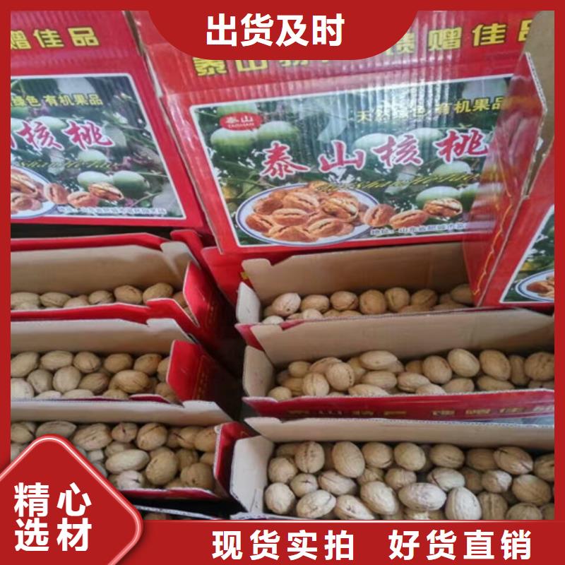 樱桃苗视频-樱桃苗-广祥农业科技(江苏省分公司)服务区域徐州|宿迁|连云港|常州|泰州