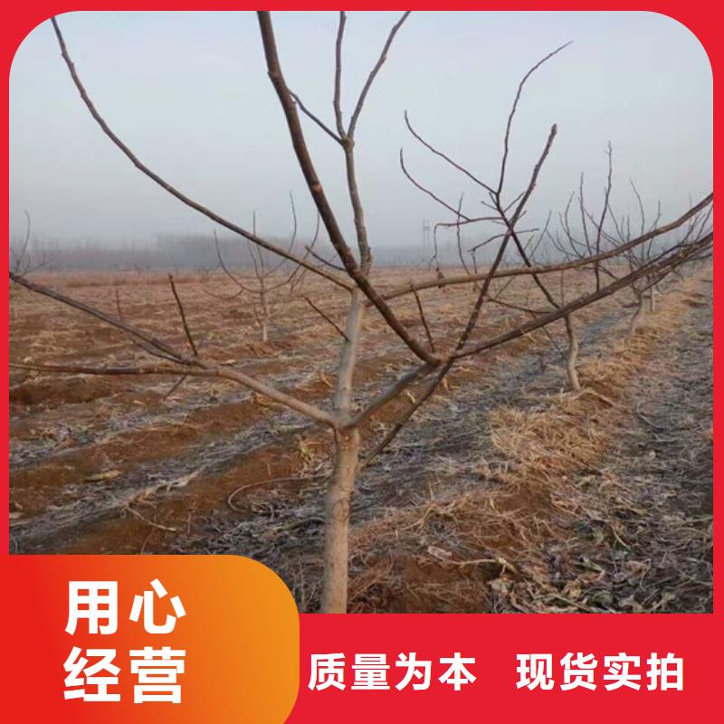 樱桃苗视频-樱桃苗-广祥农业科技(江苏省分公司)服务区域徐州|宿迁|连云港|常州|泰州