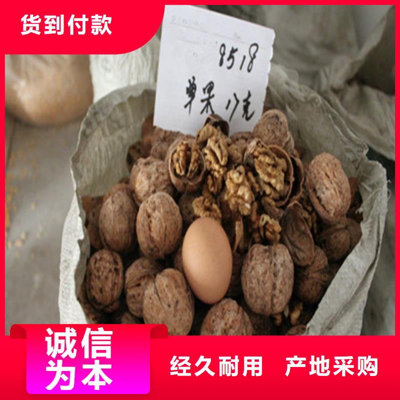 樱桃苗视频-樱桃苗-广祥农业科技(江苏省分公司)服务区域徐州|宿迁|连云港|常州|泰州