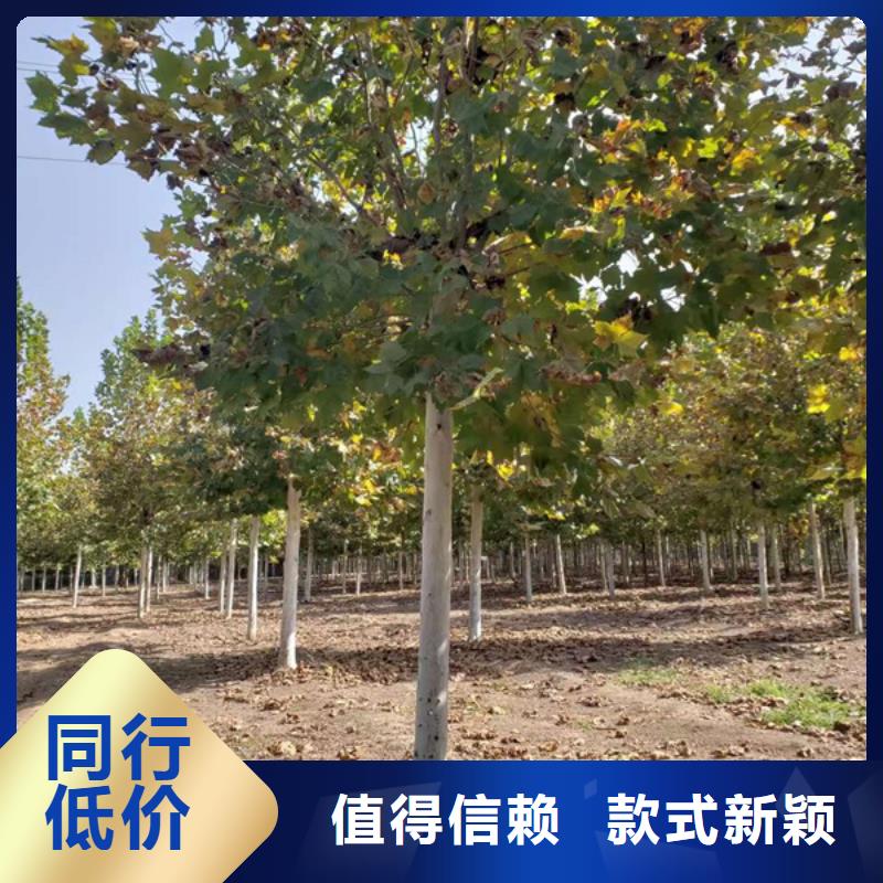 法桐价格供应法桐