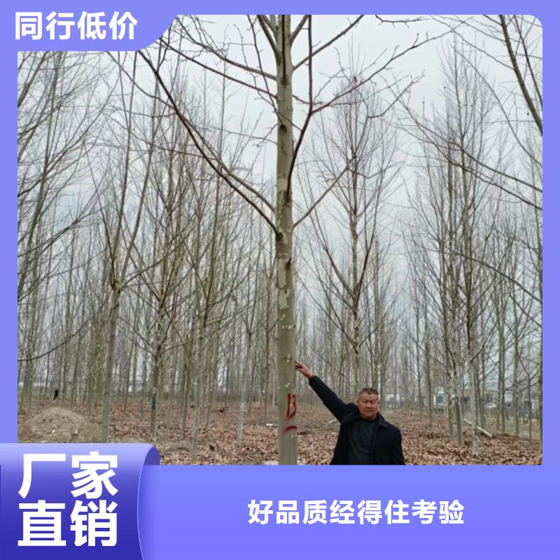 速生法桐价格实惠法桐