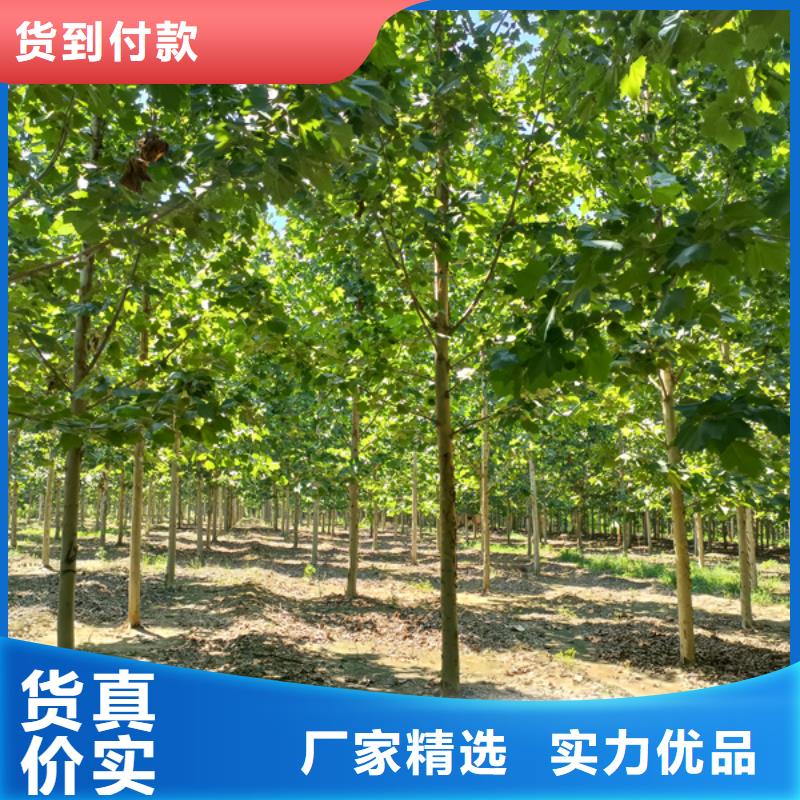 法桐价格放心选择法桐