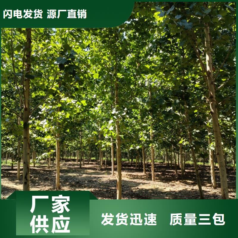 速生法桐产品齐全