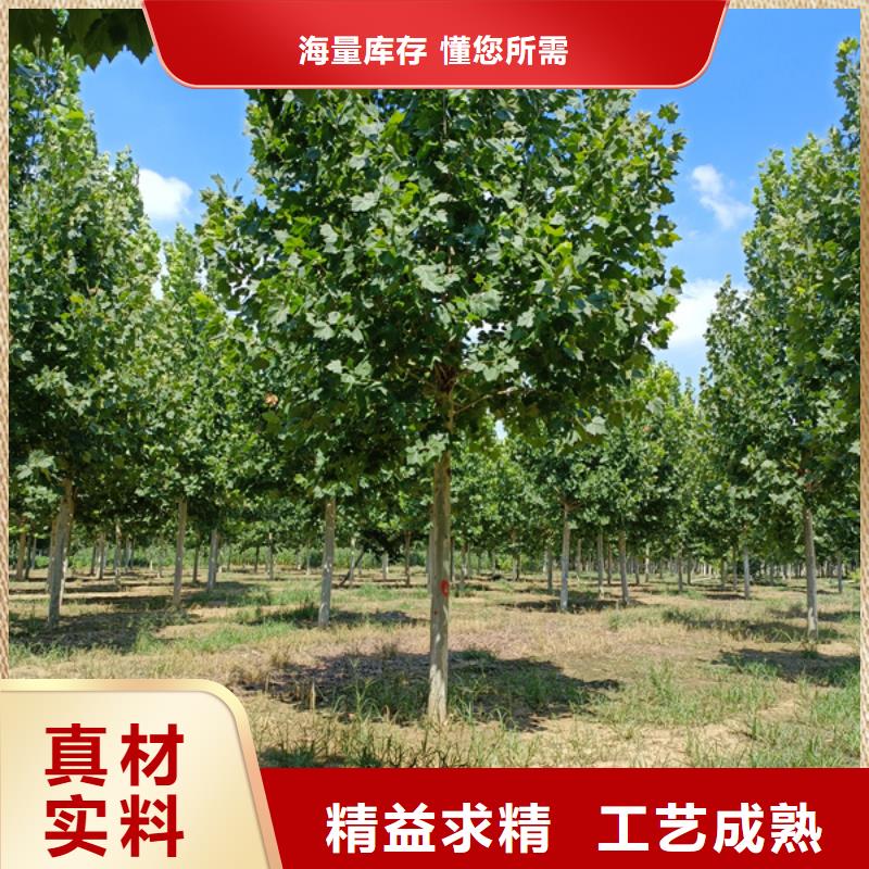 法桐价格放心选择法桐