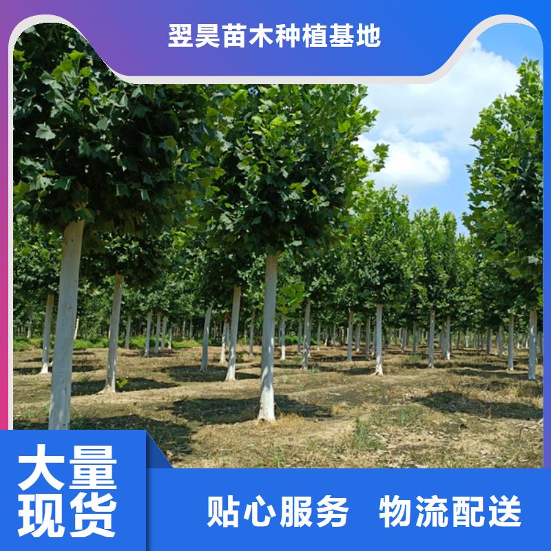 法桐基地法桐