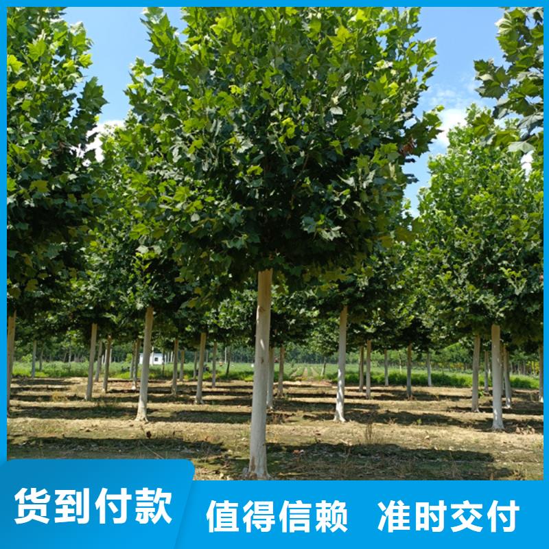 速生法桐产品齐全