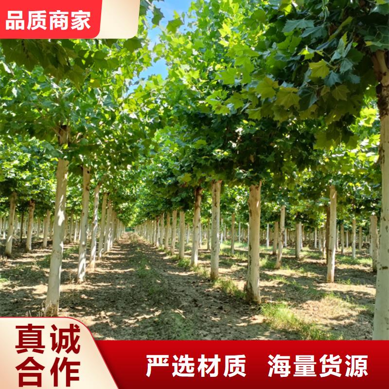 速生法桐产品齐全
