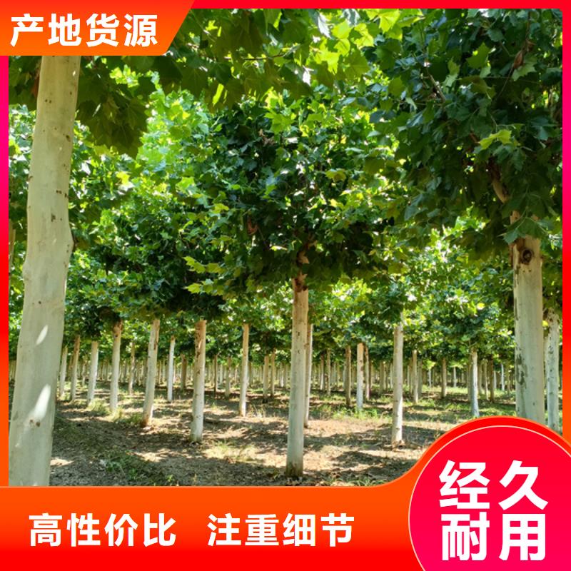速生法桐价格实惠法桐