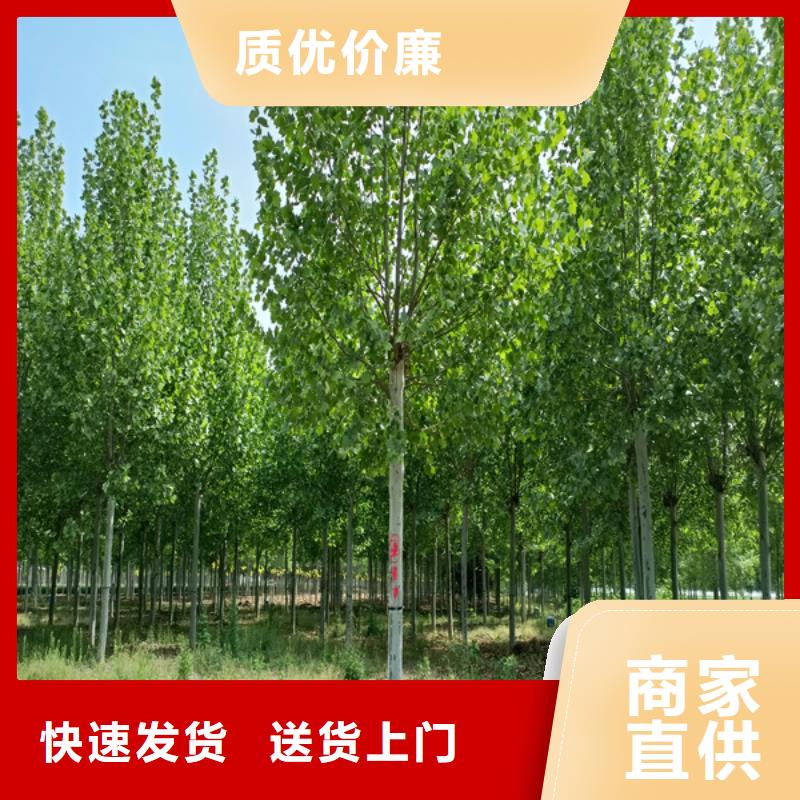 法桐价格放心选择法桐