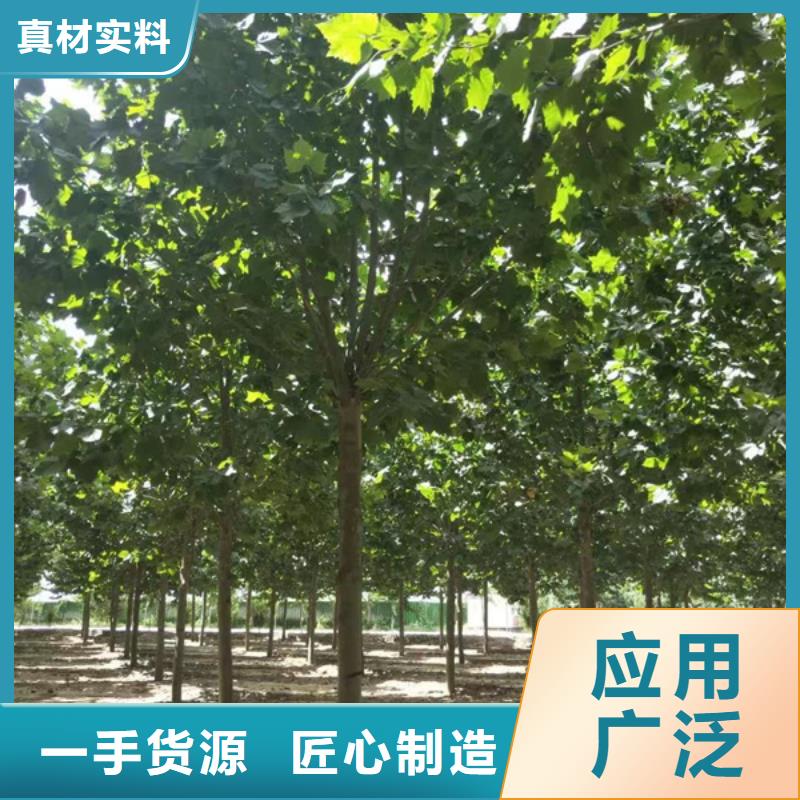 速生法桐产品齐全