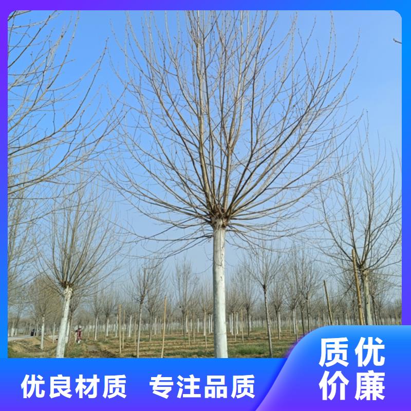 速生法桐产品齐全