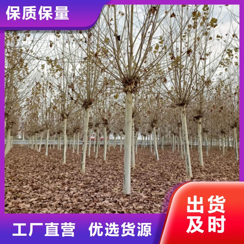 法桐小苗样式众多