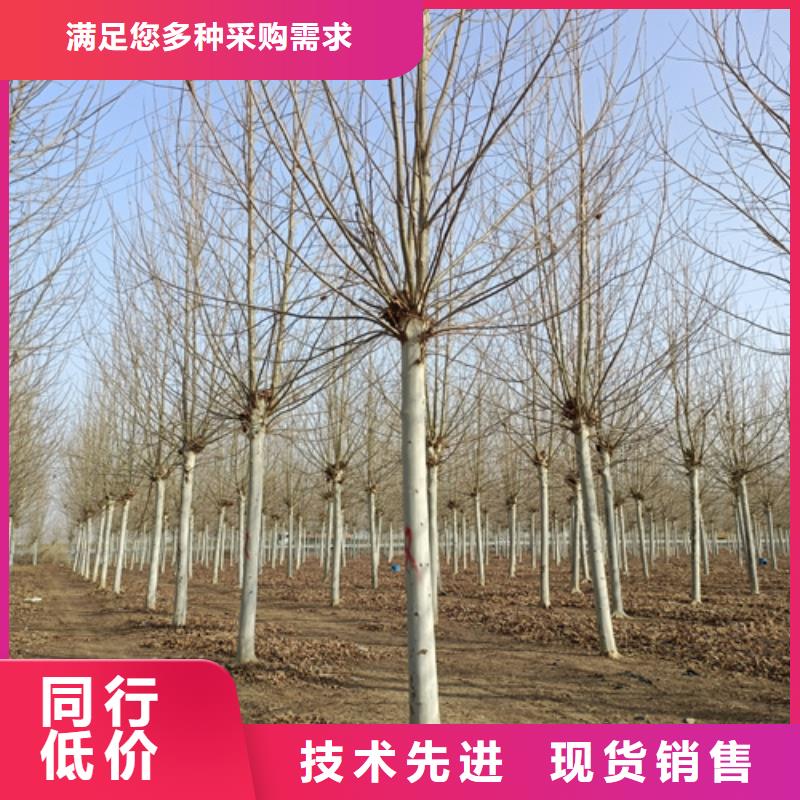 选购速生法桐找翌昊苗木种植基地