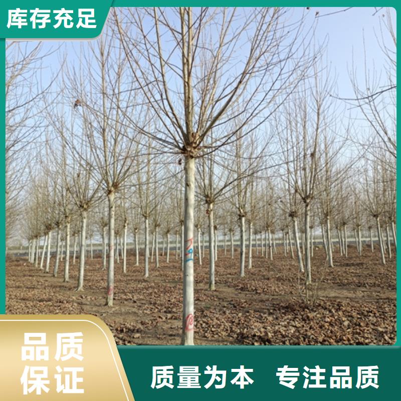 选购速生法桐找翌昊苗木种植基地