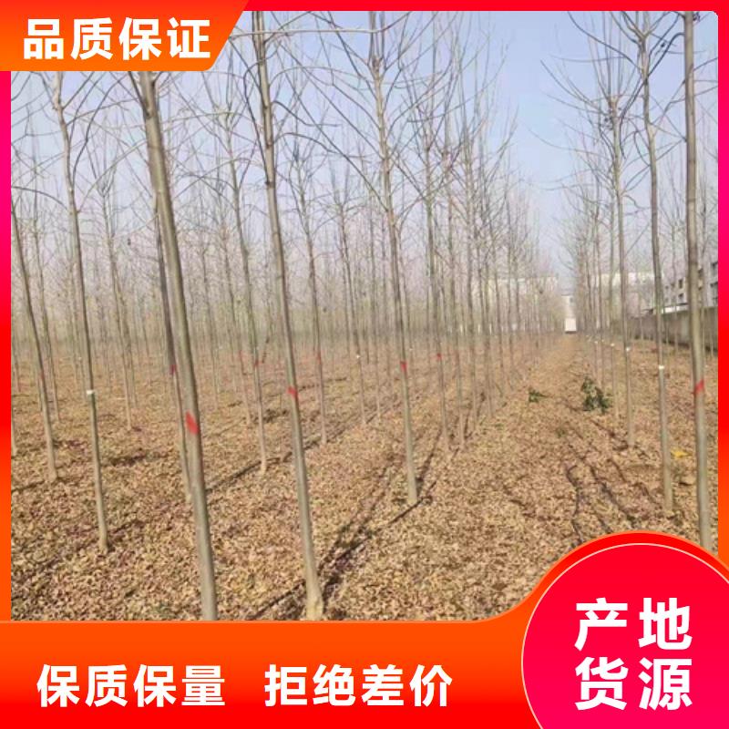 选购速生法桐找翌昊苗木种植基地