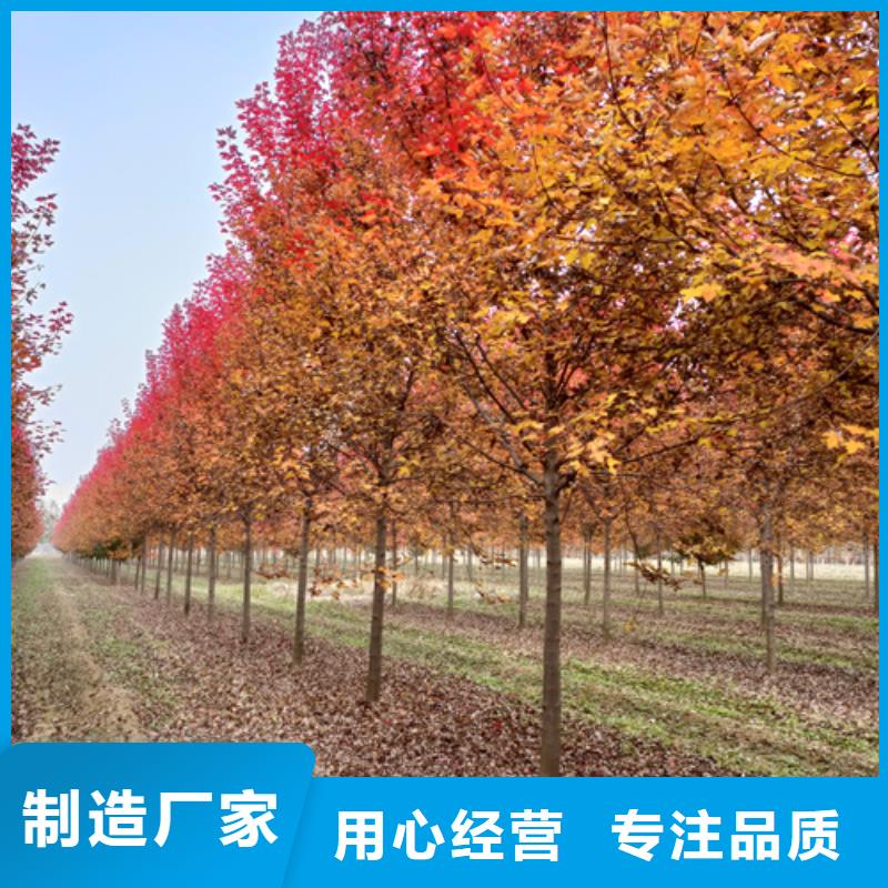 法桐小苗样式众多