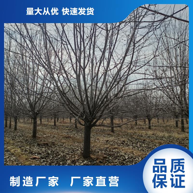 法桐小苗样式众多