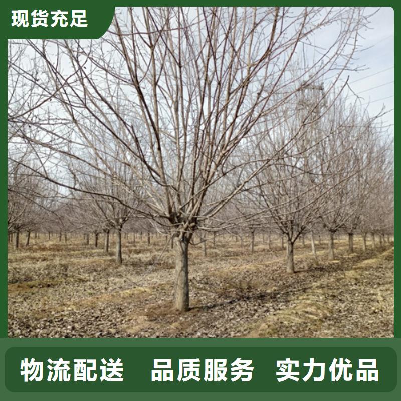 法桐价格优绿化乔木
