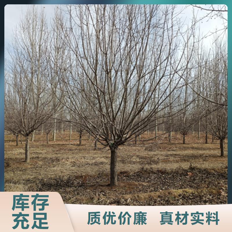 买造型法桐必看-经验丰富