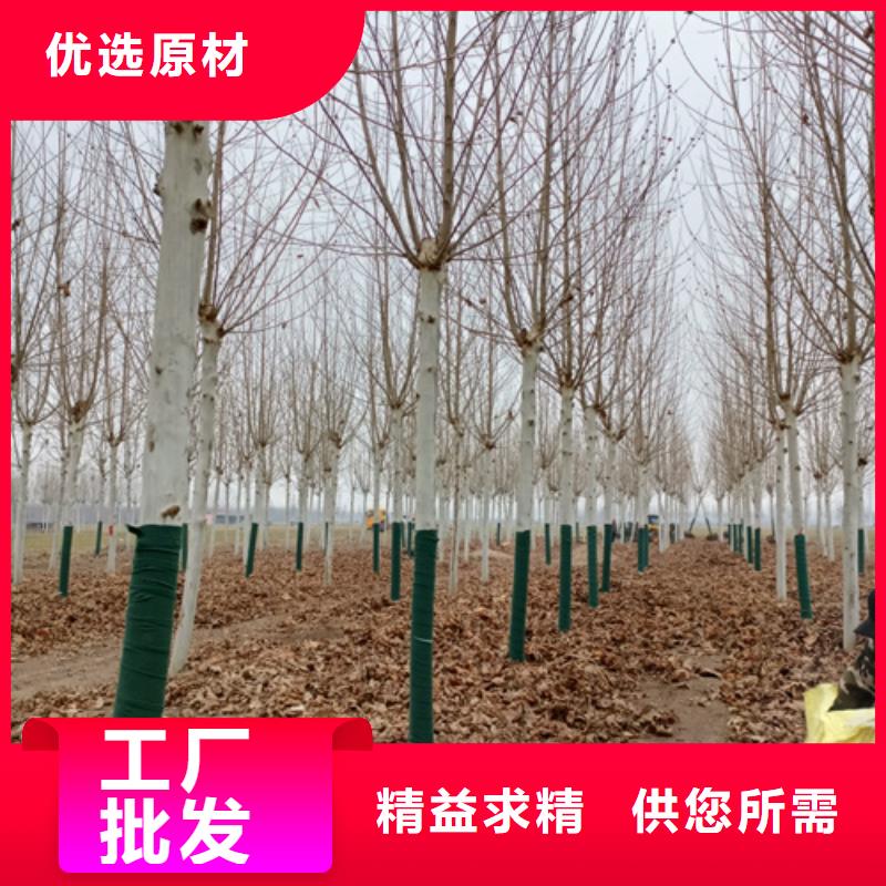 法桐小苗样式众多