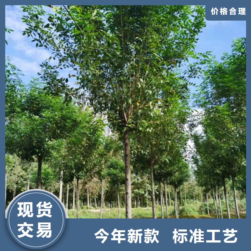 法桐截杆发帽货源报价