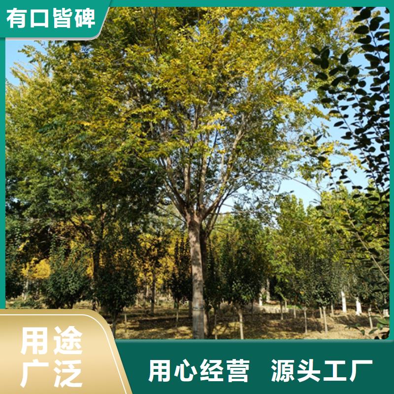 造型法桐优惠力度大
