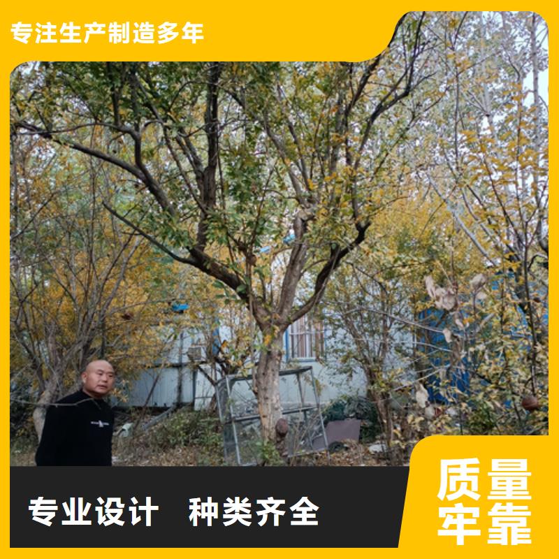 法桐价格优绿化乔木
