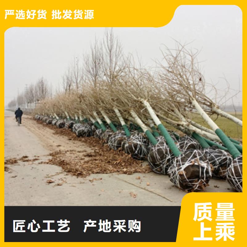 法桐全国送货上门