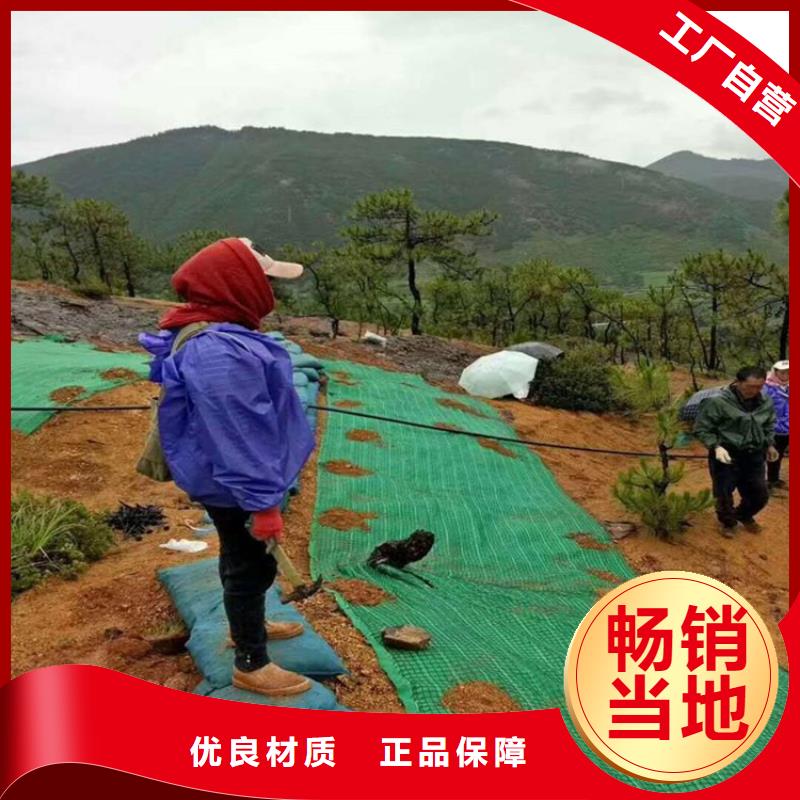 加筋植物纤维毯-椰丝植被纤维毯-抗冲植物毯