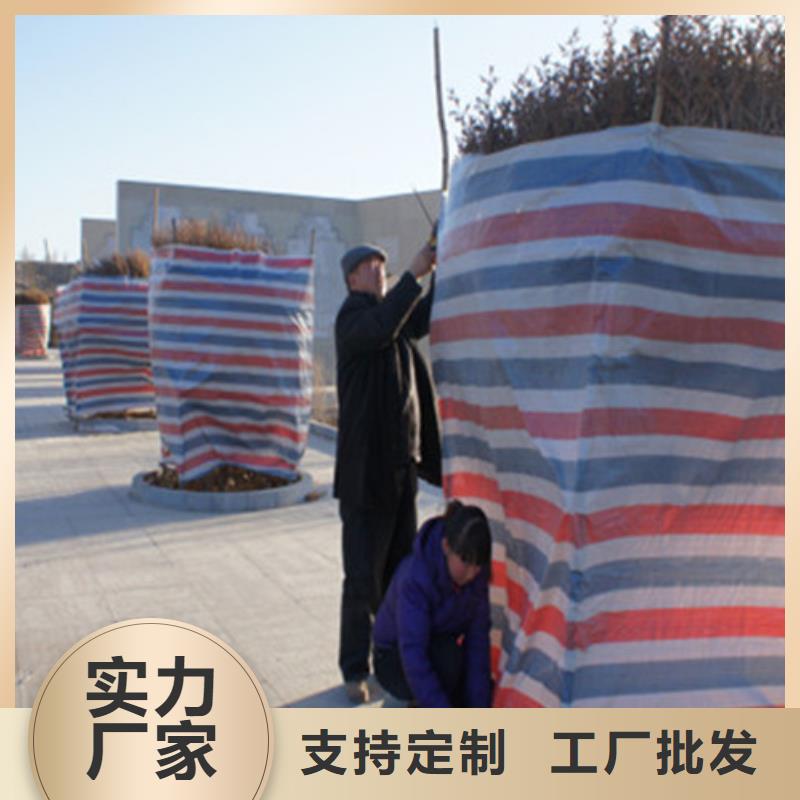 双覆膜彩条布生产厂家