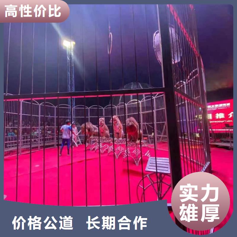 活体企鹅出租活动庆典