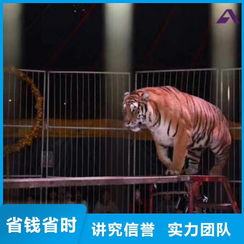 活体企鹅出租活动庆典