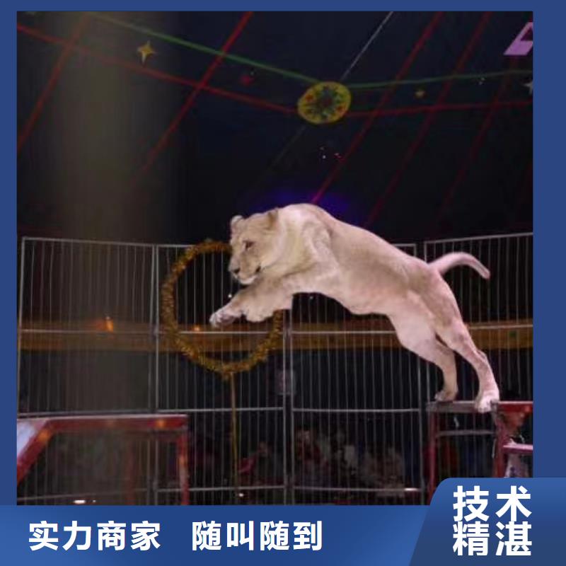 海洋生物鱼展览庆典活动