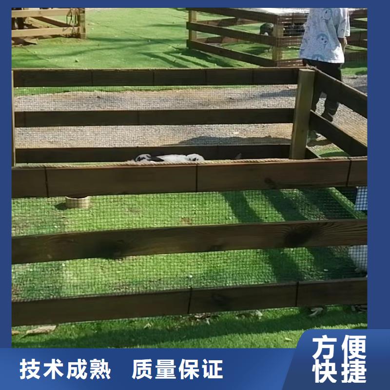马戏团/羊驼马戏团表演精英团队