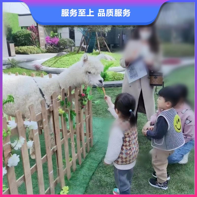 马戏团/羊驼,羊驼出租服务至上