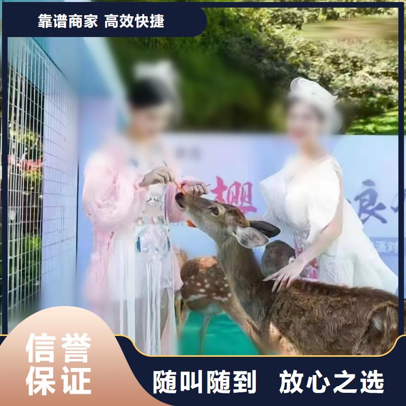 动物表演出租联系厂家