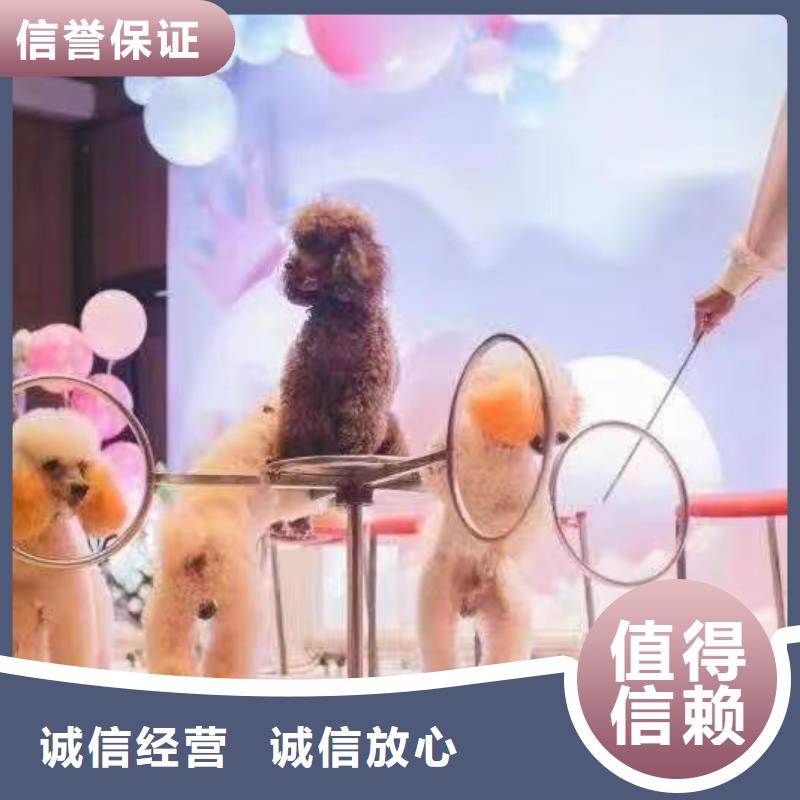 环球飞车表演出租节日活动