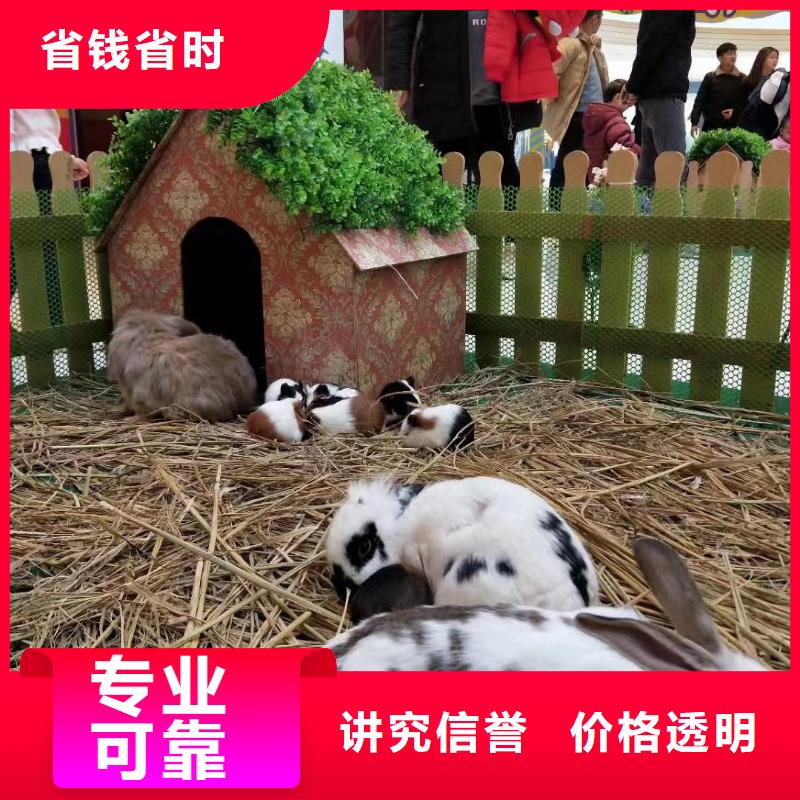 羊驼出租资源丰富