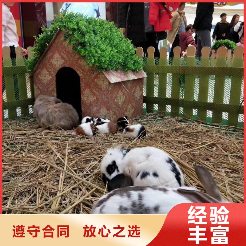 马戏团/羊驼_出租表演海狮质量保证