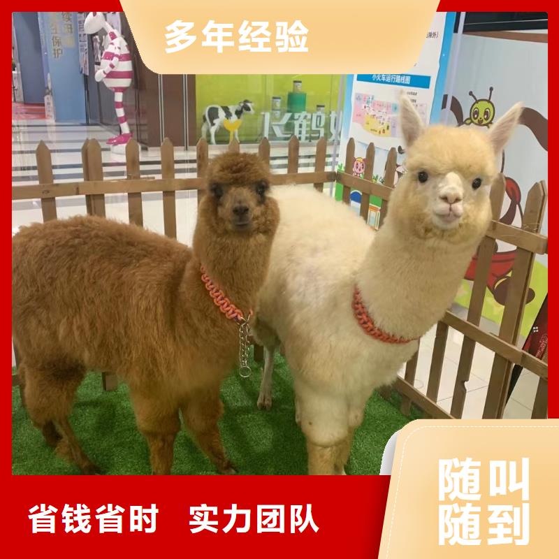 环球飞车表演租赁丰富多彩