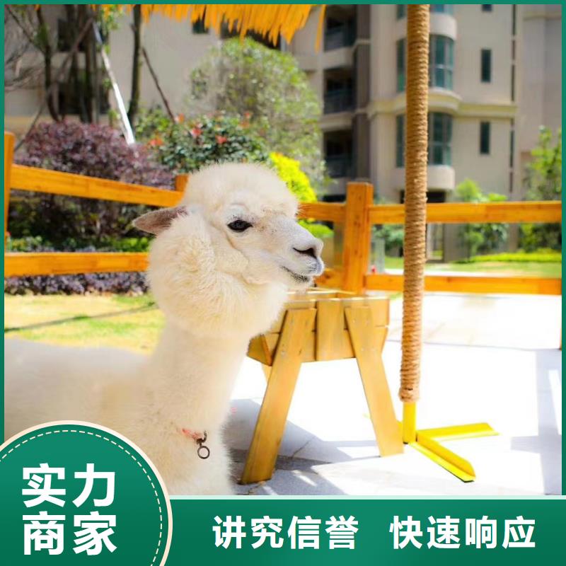 哪有羊驼出租图片